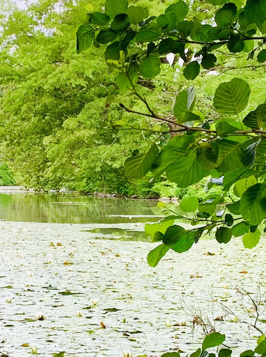 IMG_1488.jpg?type=w966