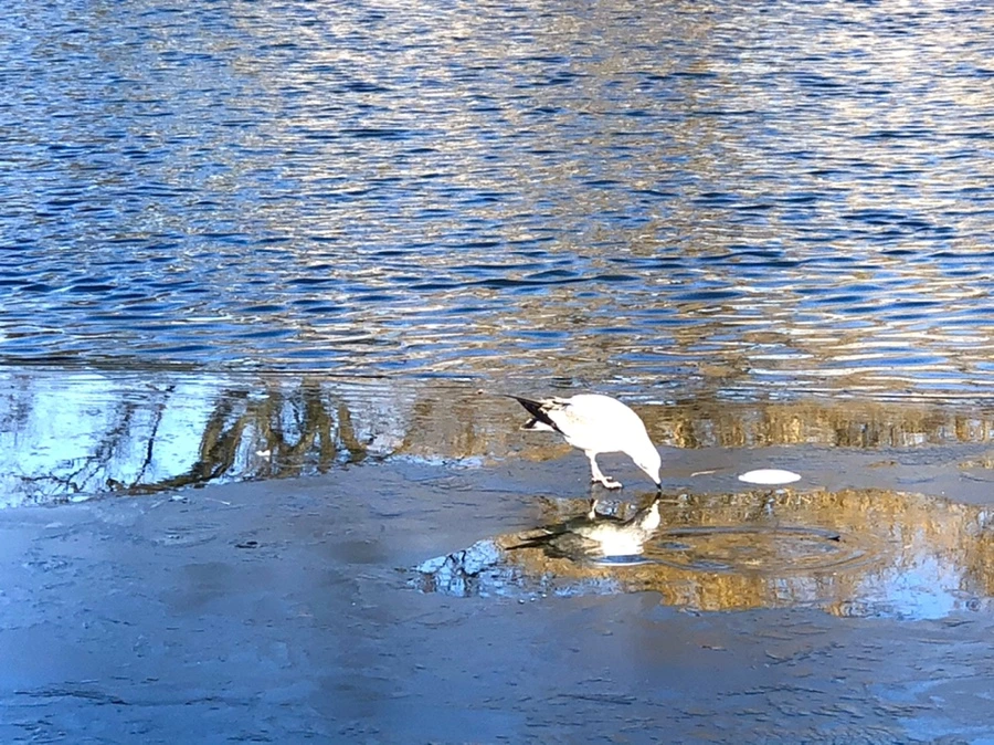 IMG_0542.jpg?type=w966