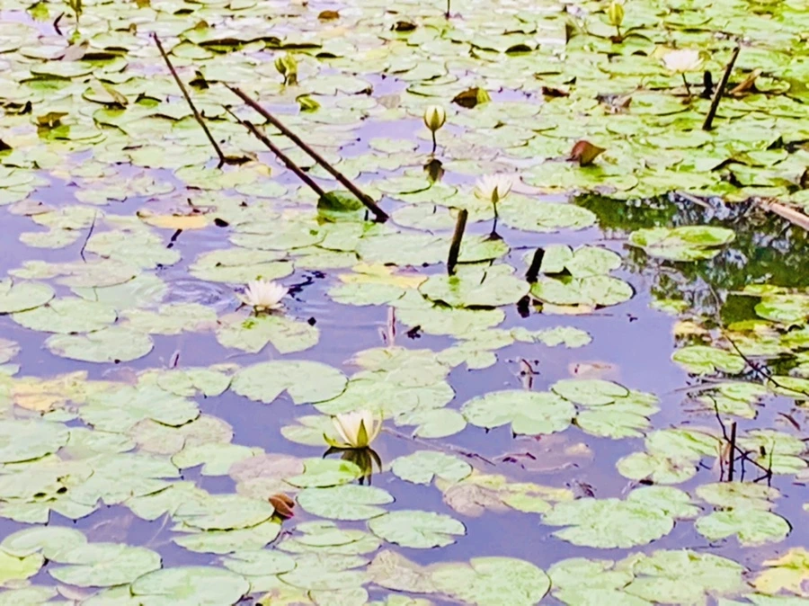 IMG_7814.jpg?type=w966