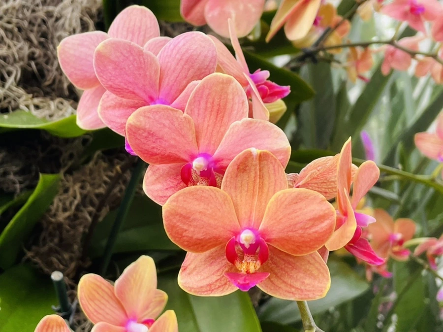 IMG_1316.jpg?type=w966