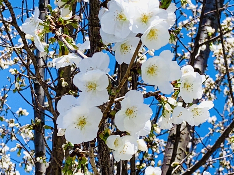 IMG_8024.jpg?type=w966