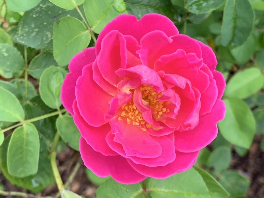 IMG_1097.jpg?type=w966