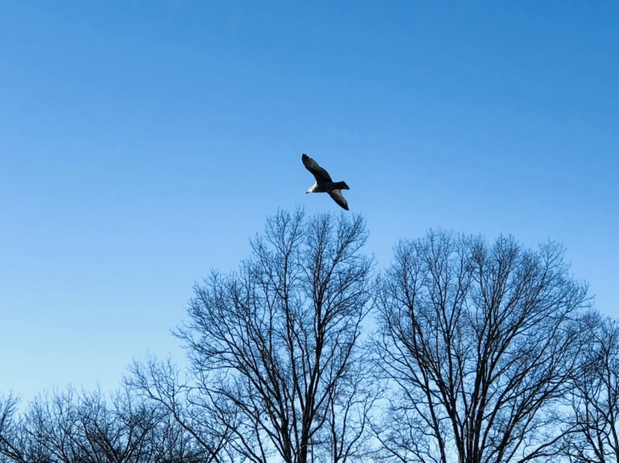 IMG_9268.jpg?type=w966