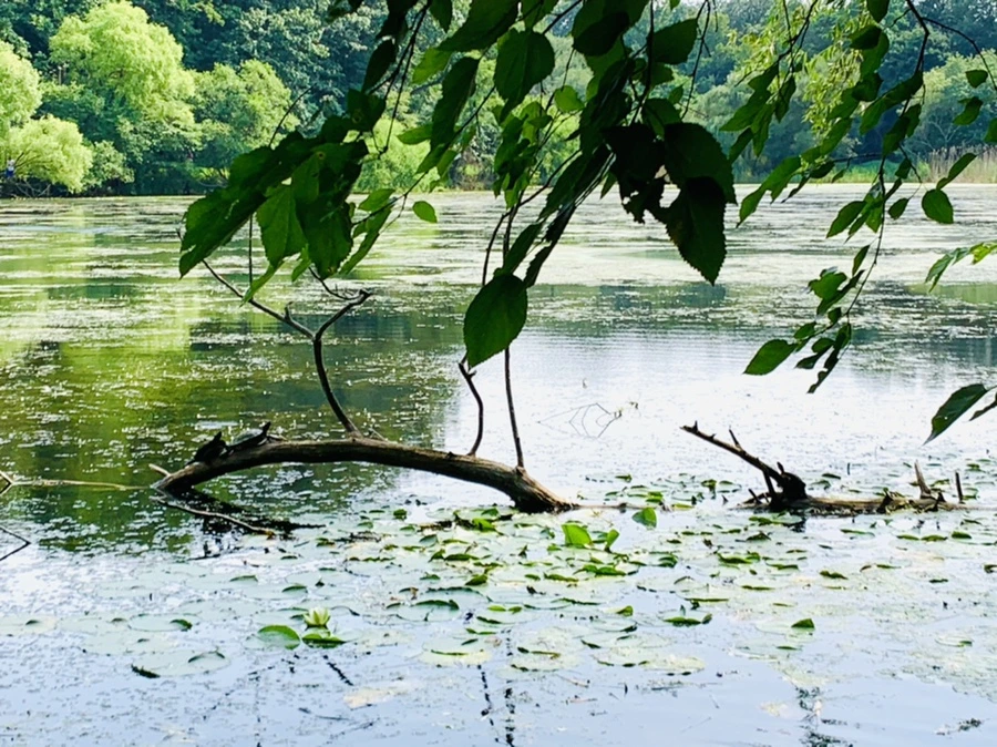 IMG_1249.jpg?type=w966