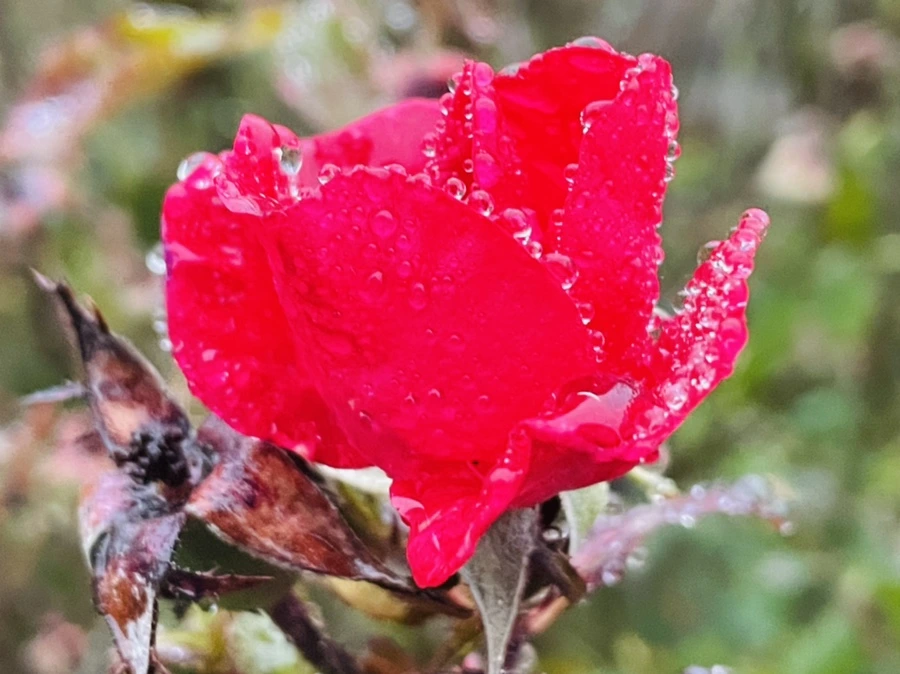 IMG_6427.jpg?type=w966