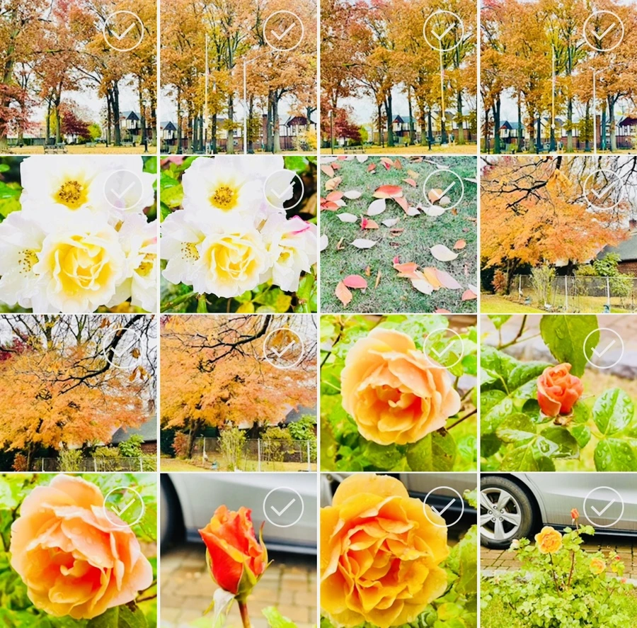 IMG_4954.jpg?type=w966