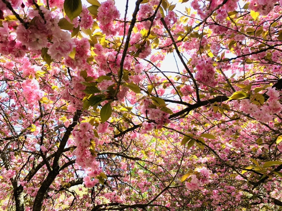 IMG_6447.jpg?type=w966