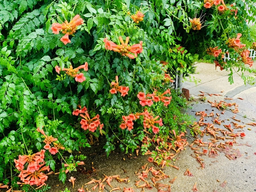 IMG_0151.jpg?type=w966