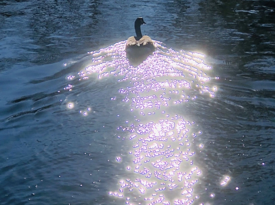 IMG_0286.jpg?type=w966