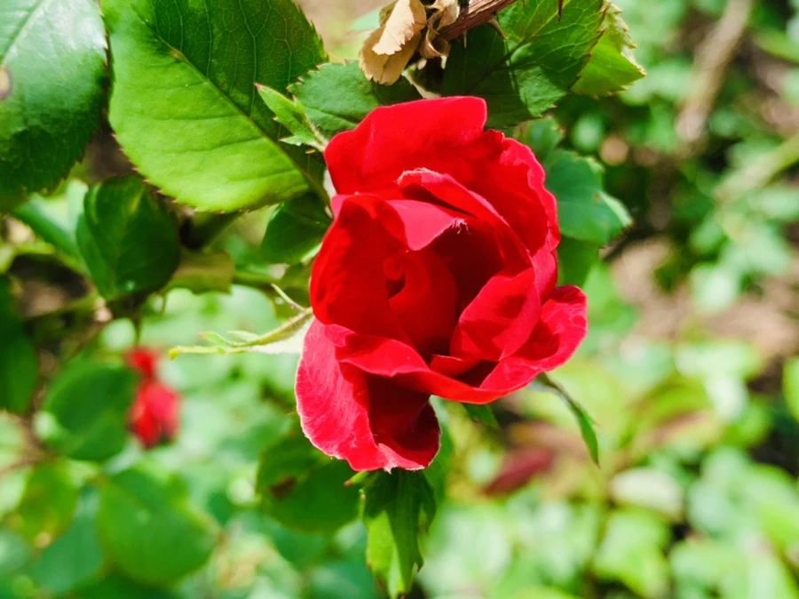 IMG_1212.jpg?type=w966