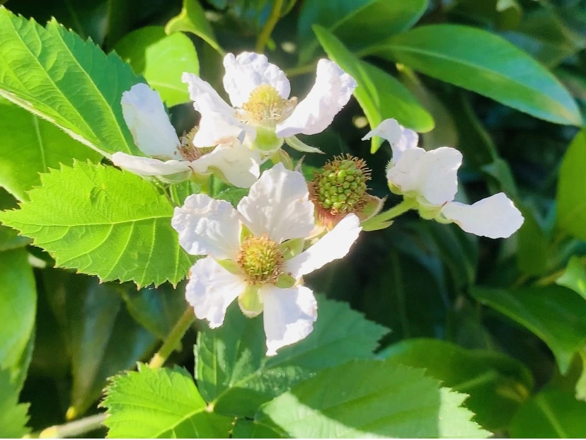 IMG_4003.jpg?type=w966