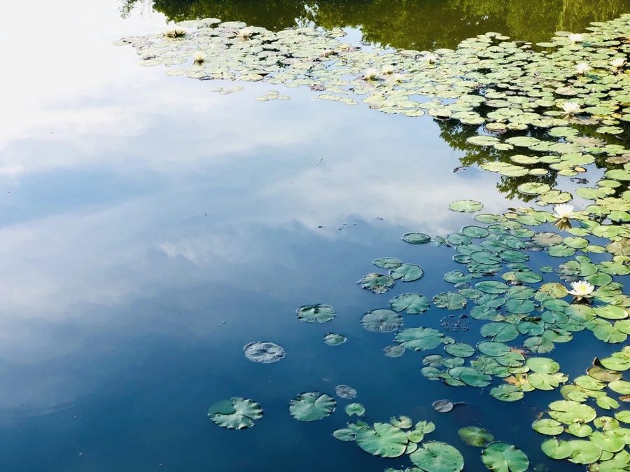 IMG_5012.jpg?type=w966