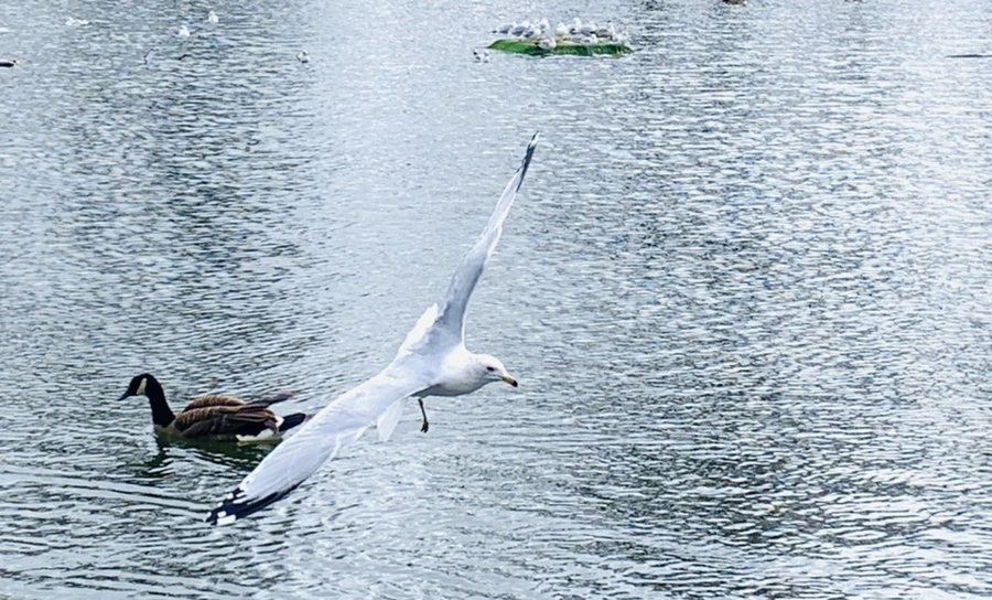 IMG_7971.jpg?type=w966