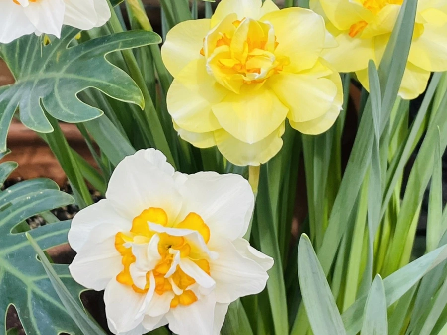 IMG_4196.jpg?type=w966