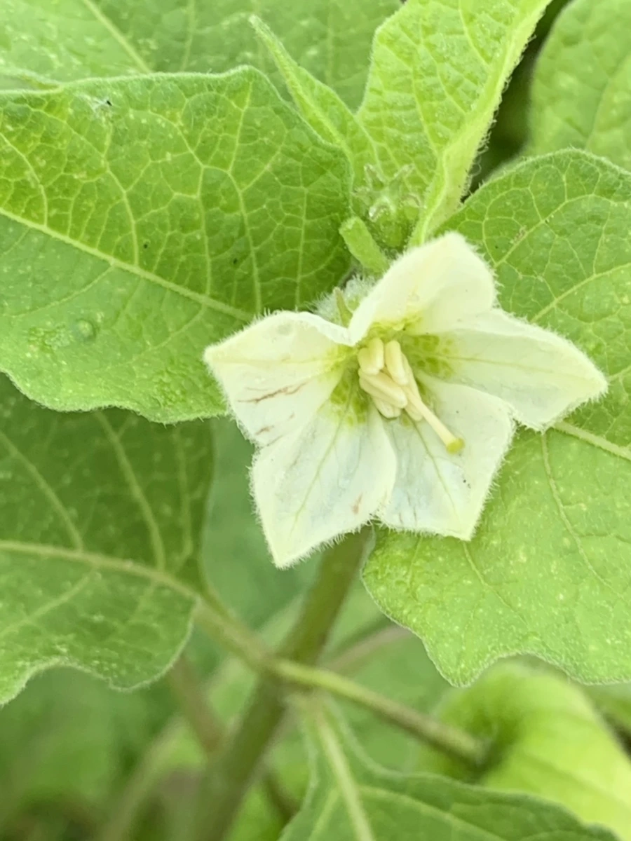 IMG_8934.jpg?type=w966