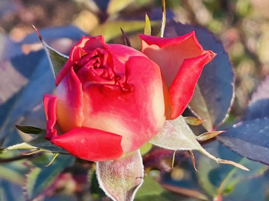 IMG_6043.jpg?type=w966