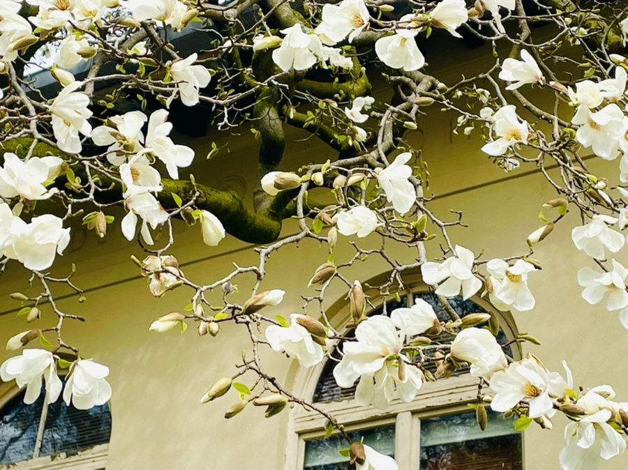 IMG_7477.jpg?type=w966