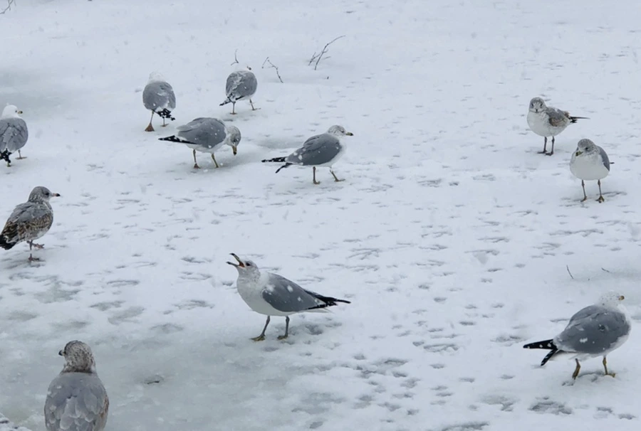 IMG_4195.jpg?type=w966