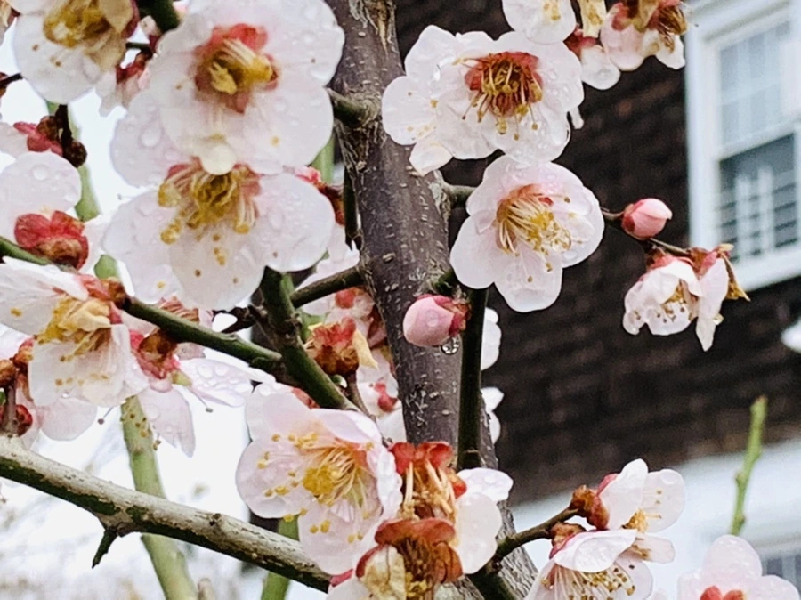 IMG_3931.jpg?type=w966