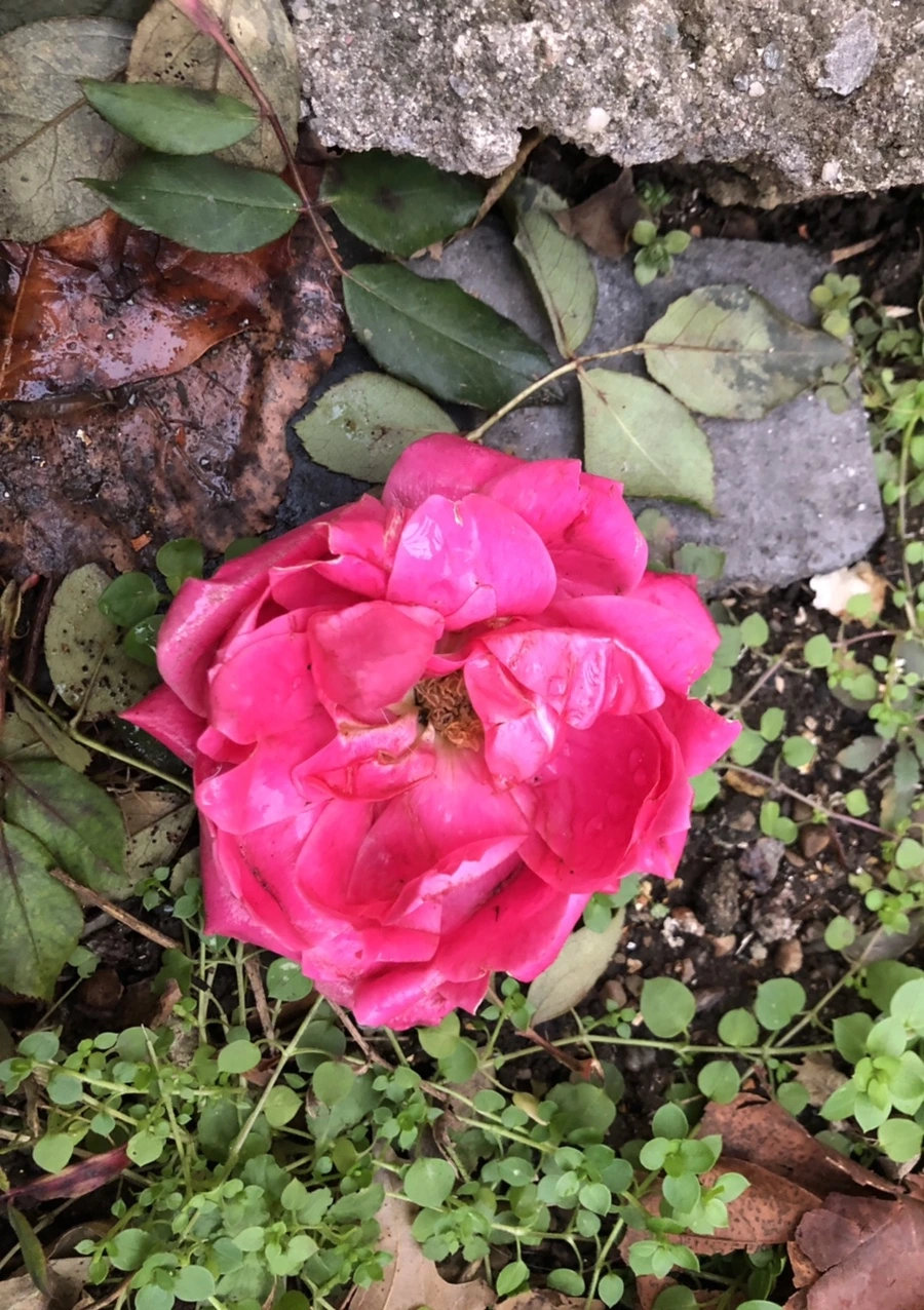 IMG_8215.jpg?type=w966