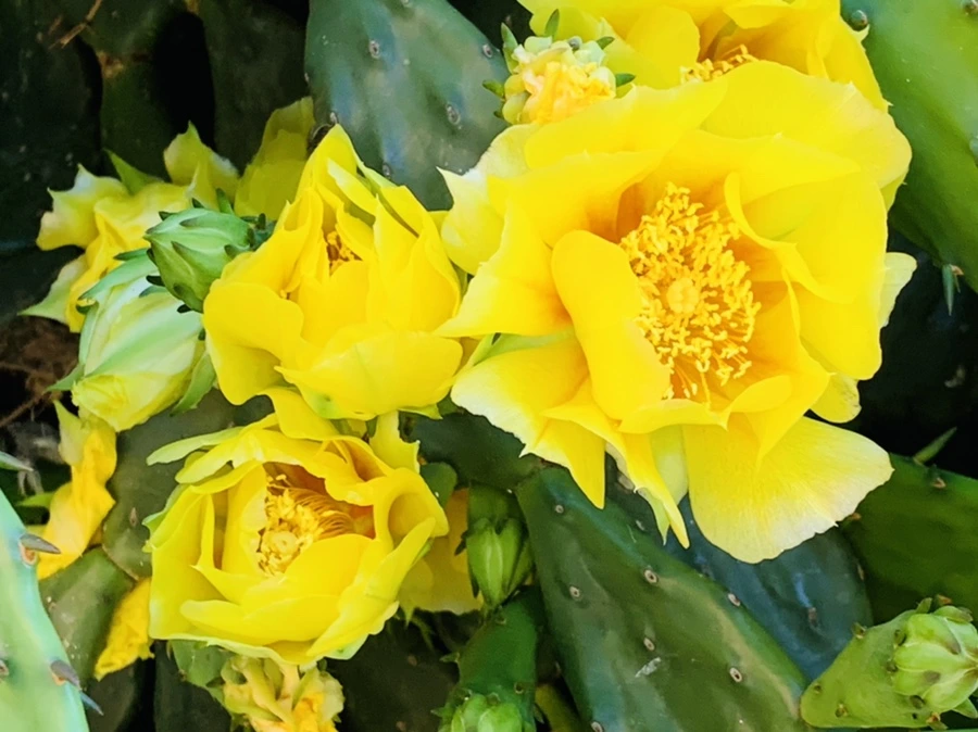 IMG_4362.jpg?type=w966