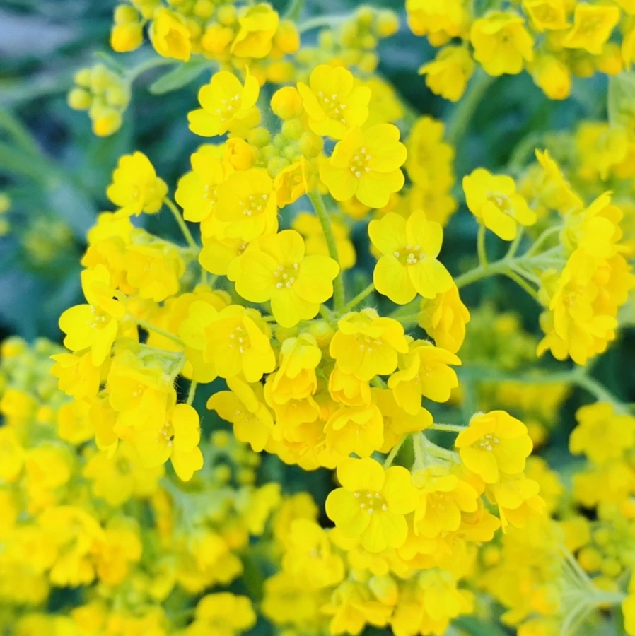 IMG_4160.jpg?type=w966