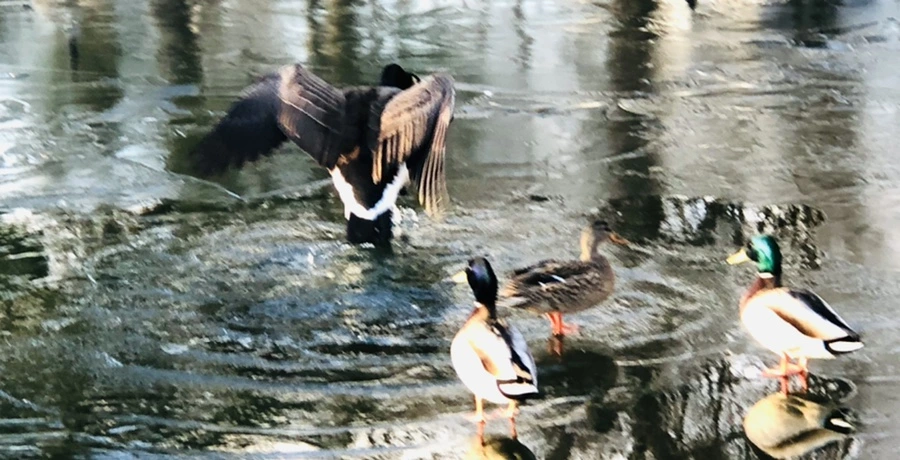 IMG_4982.jpg?type=w966