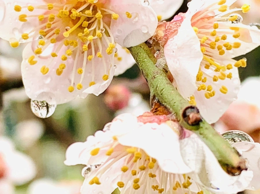 IMG_1937.jpg?type=w966