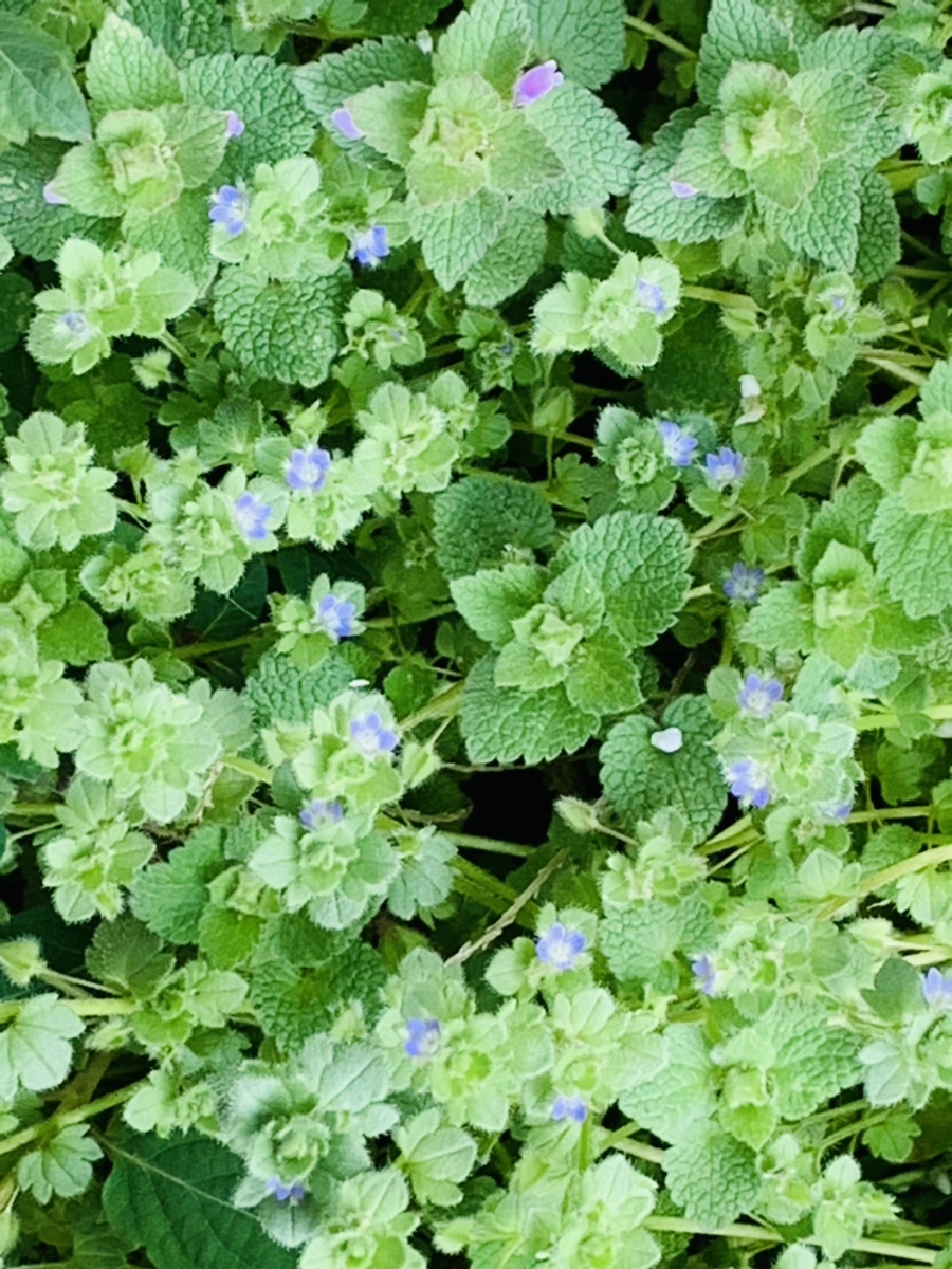 IMG_4528.jpg?type=w966