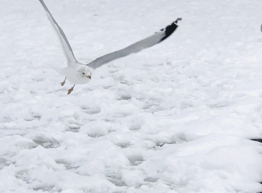 IMG_3846.jpg?type=w966