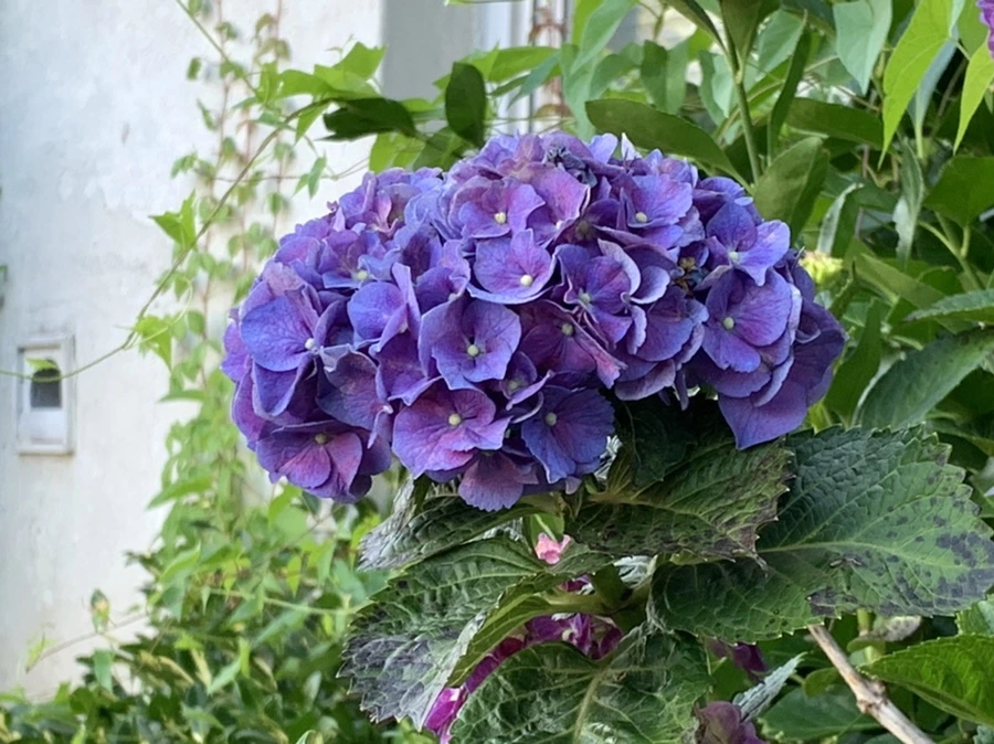 IMG_5313.jpg?type=w966