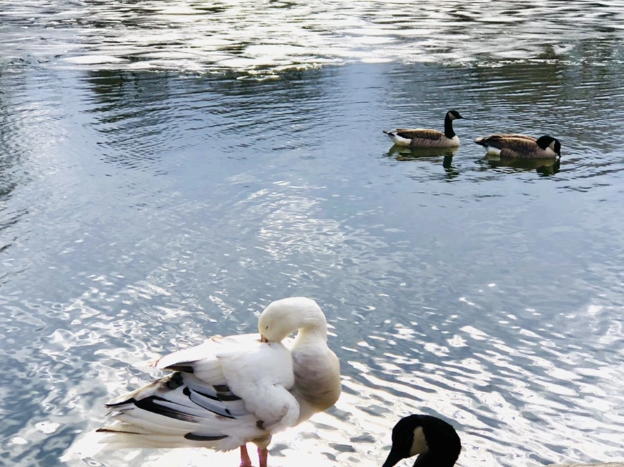 IMG_5116.jpg?type=w966