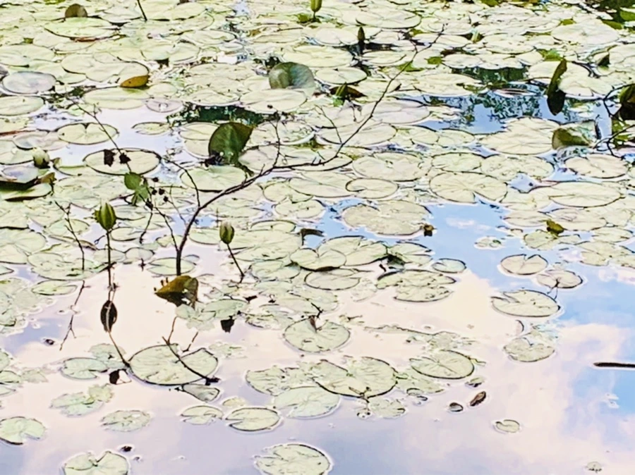 IMG_3004.jpg?type=w966