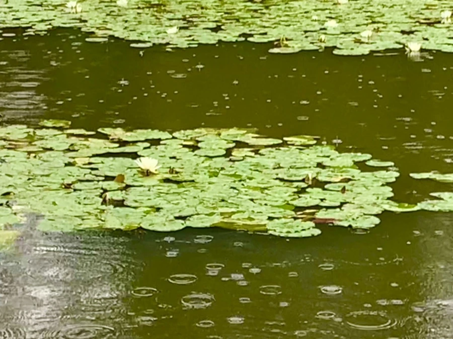 IMG_8321.jpg?type=w966