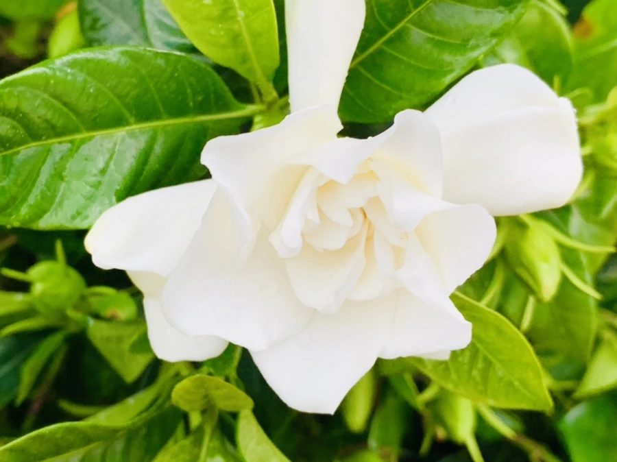 IMG_3961.jpg?type=w966