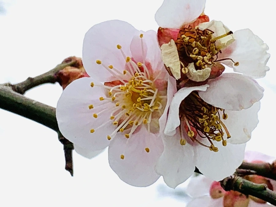 IMG_3606.jpg?type=w966