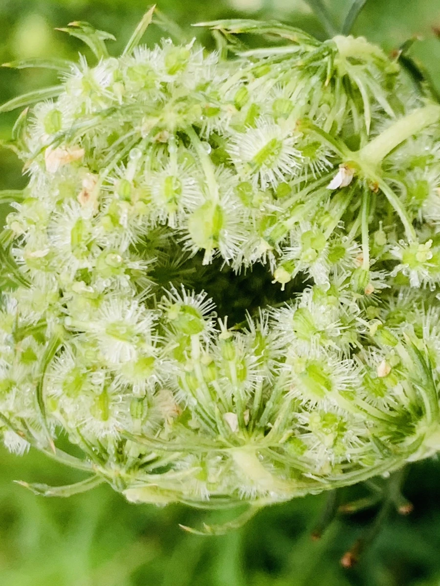 IMG_7742.jpg?type=w966