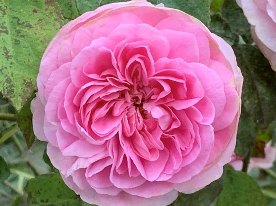 IMG_6037.jpg?type=w966