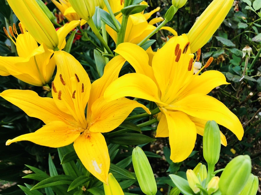 IMG_9770.jpg?type=w966