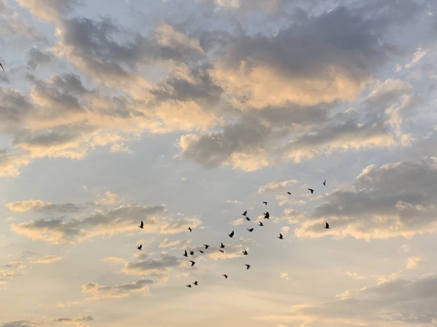 IMG_1739.jpg?type=w966