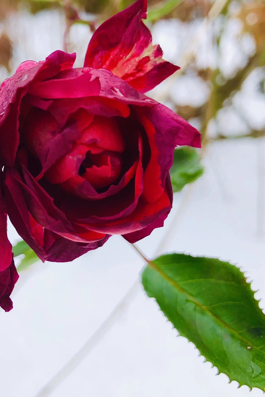 IMG_7554.jpg?type=w966