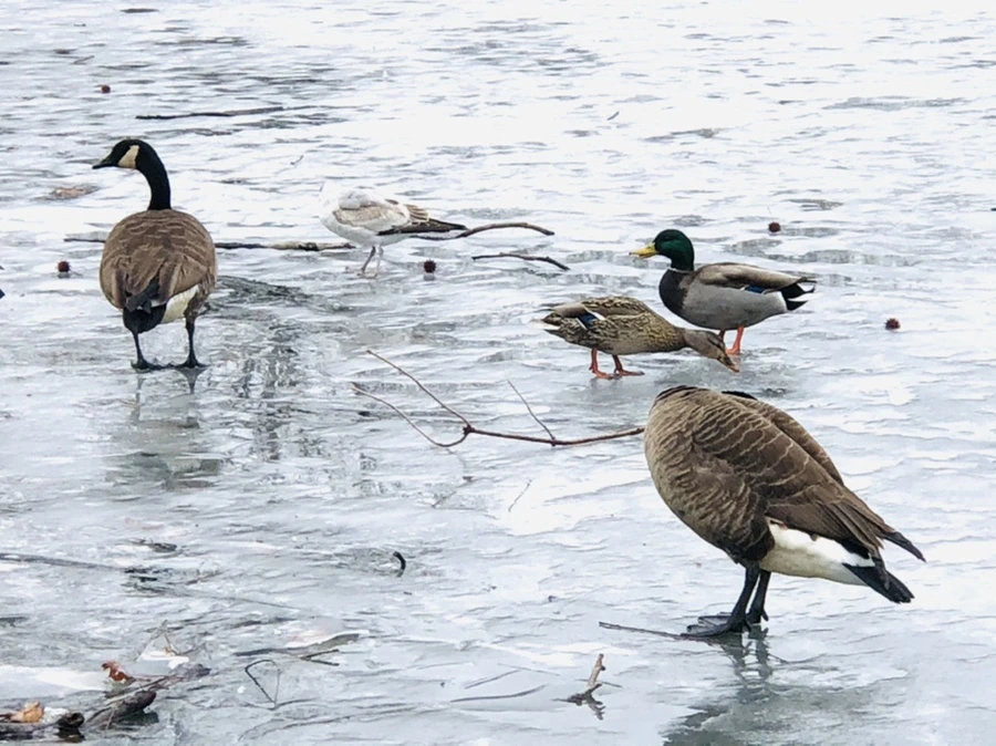 IMG_6165.jpg?type=w966