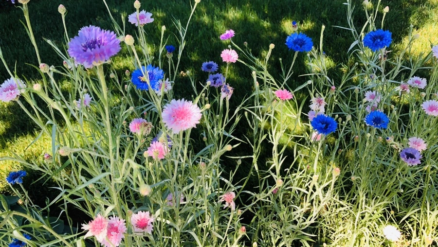 IMG_8541.jpg?type=w966