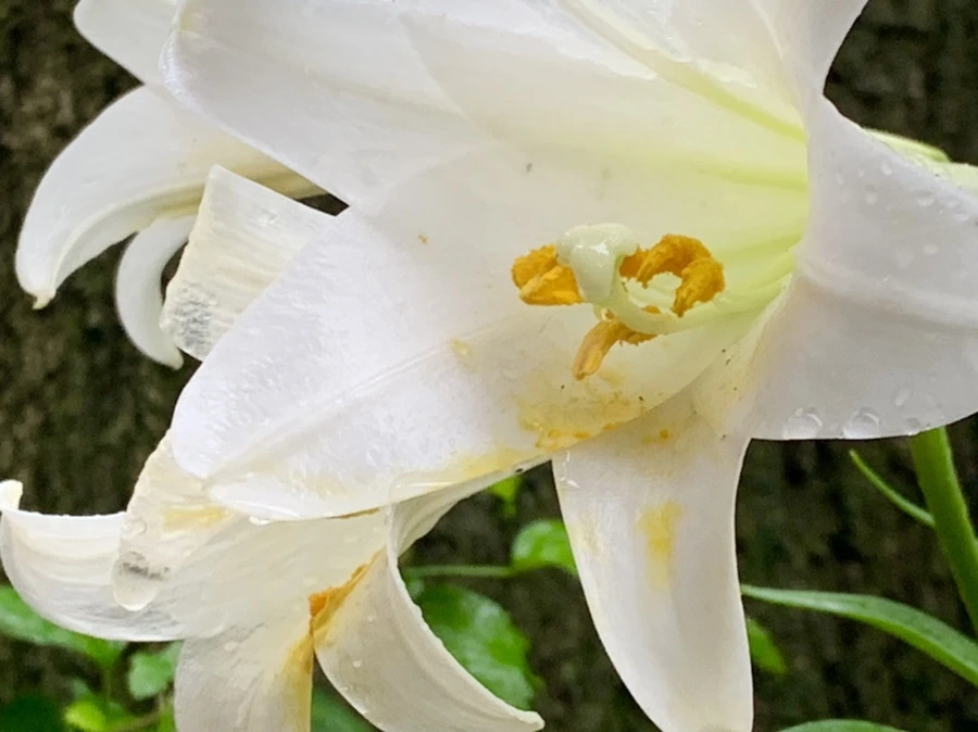 IMG_0101.jpg?type=w966