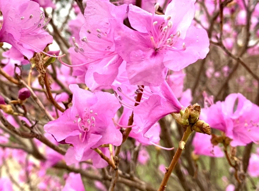 IMG_4746.jpg?type=w966