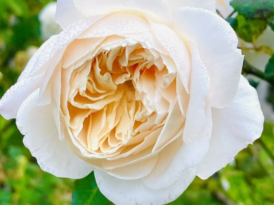 IMG_0956.jpg?type=w966