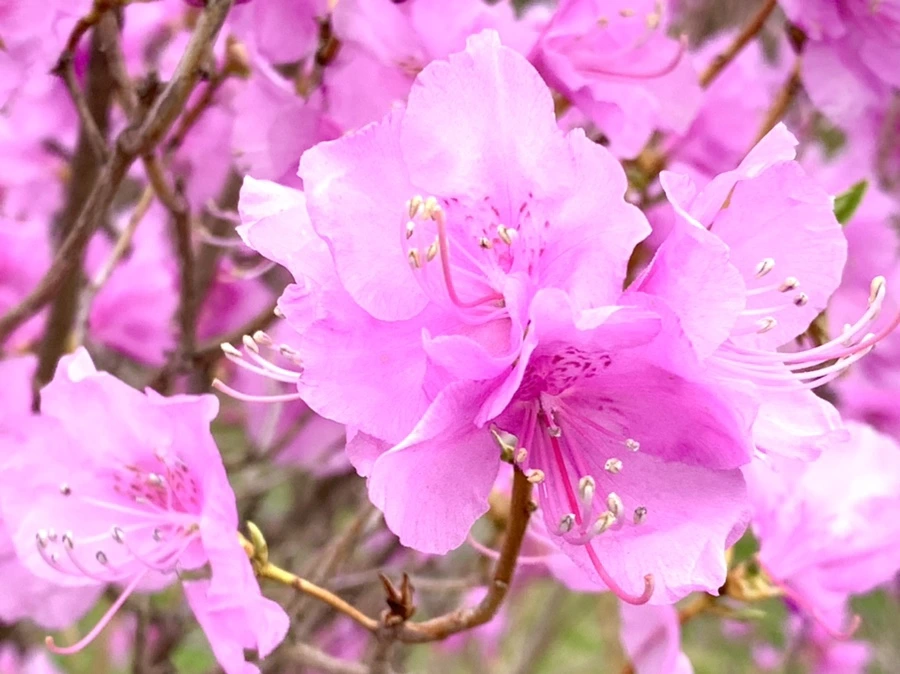 IMG_5948.jpg?type=w966