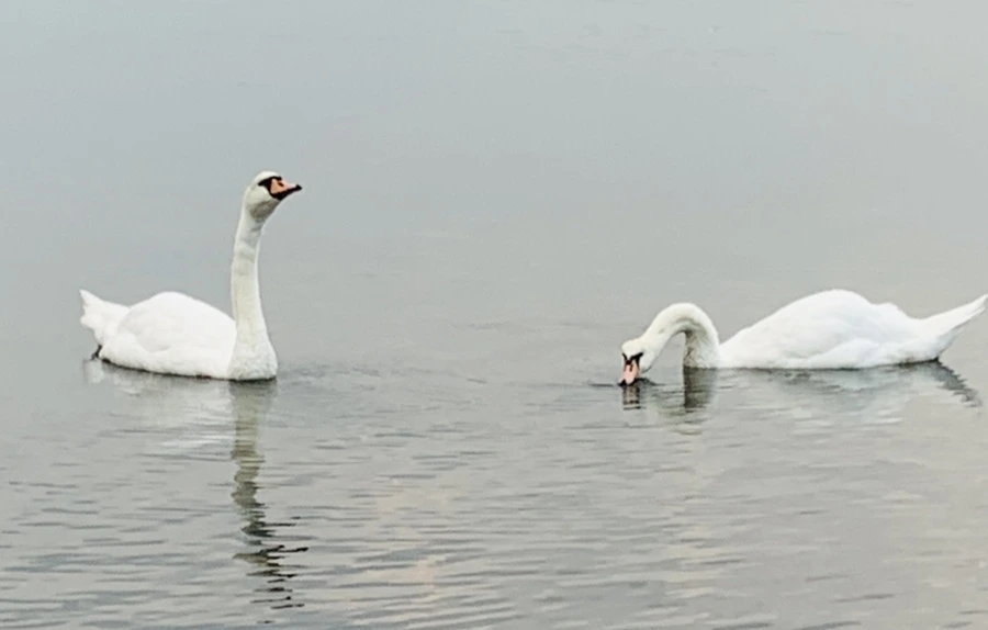 IMG_0307.jpg?type=w966