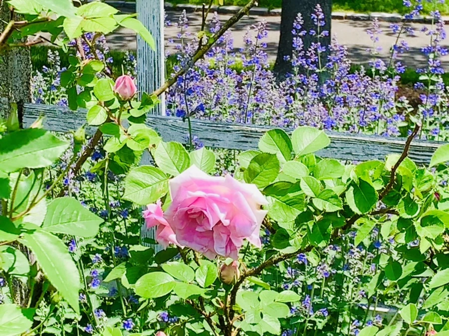 IMG_4252.jpg?type=w966