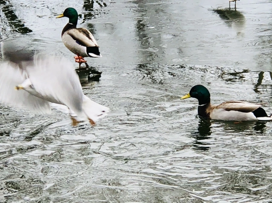 IMG_9015.jpg?type=w966